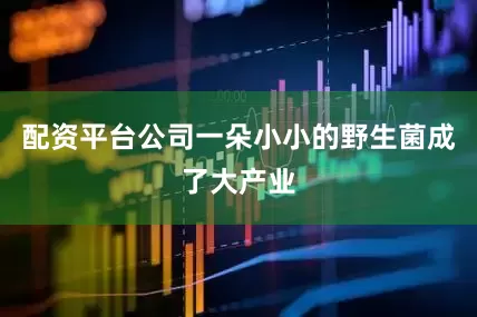 配资平台公司一朵小小的野生菌成了大产业
